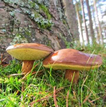 Hunting Wild Mushrooms – A look at the rewarding hobby of foraging for wild fungi, where to start and how to do it safely. By @deliciouscratch | deliciousfromscratch.com
