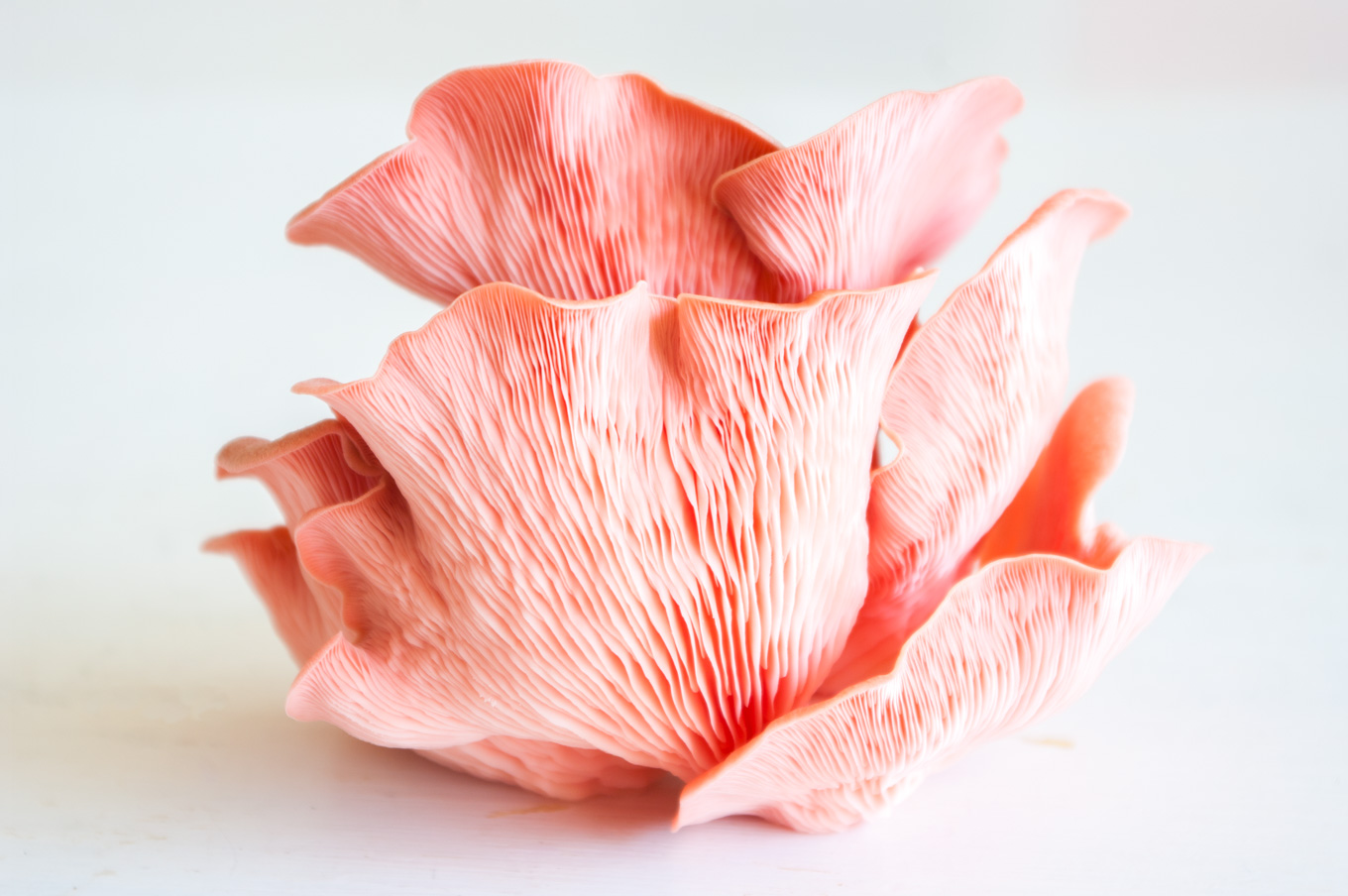 Mushroom tempura with buckwheat • Delicious from scratch