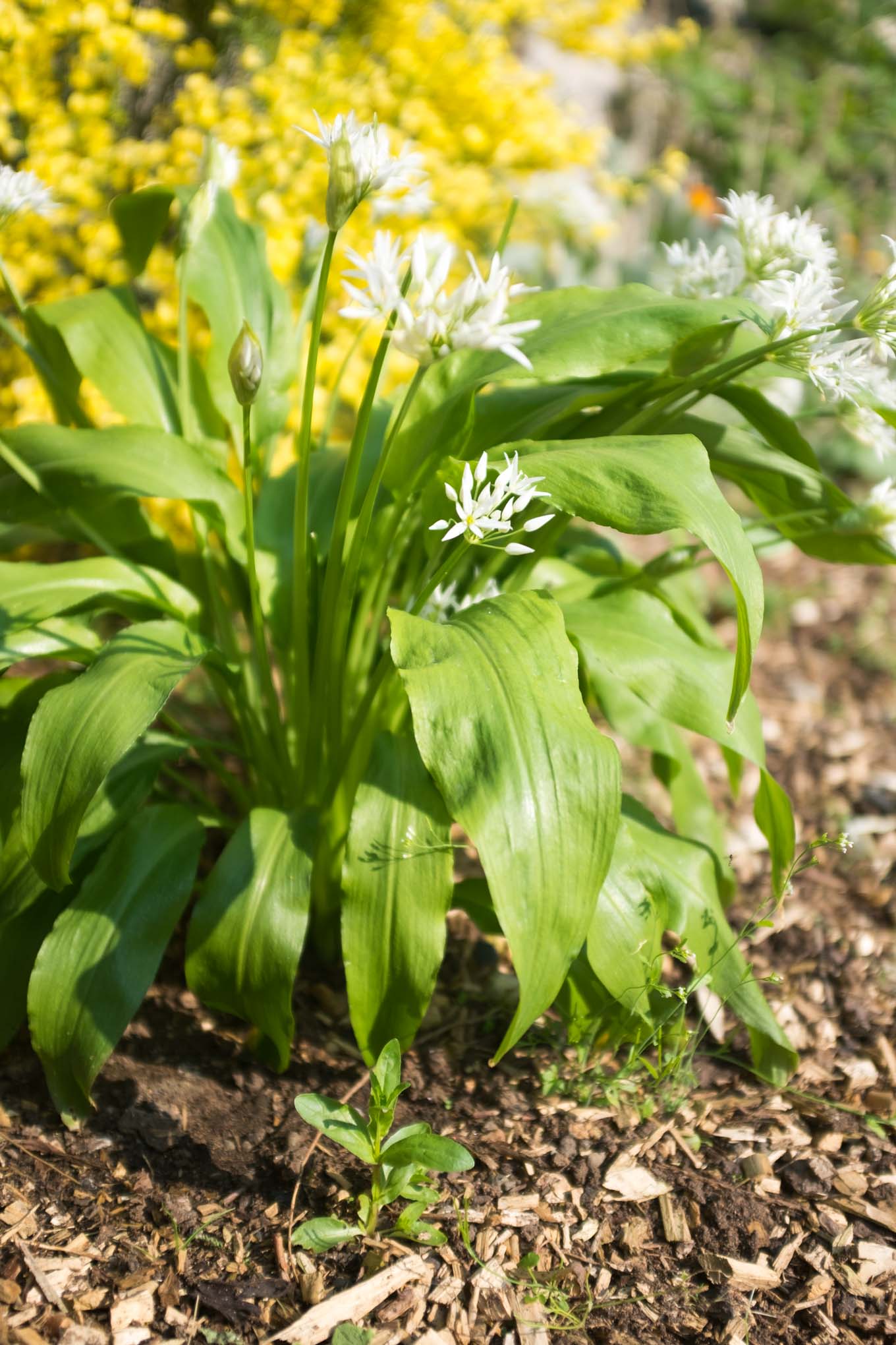 Wild garlic pesto • Delicious from scratch