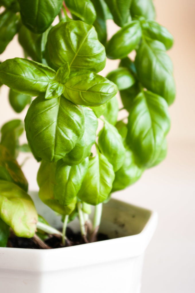 Wild herb pesto • Delicious from scratch